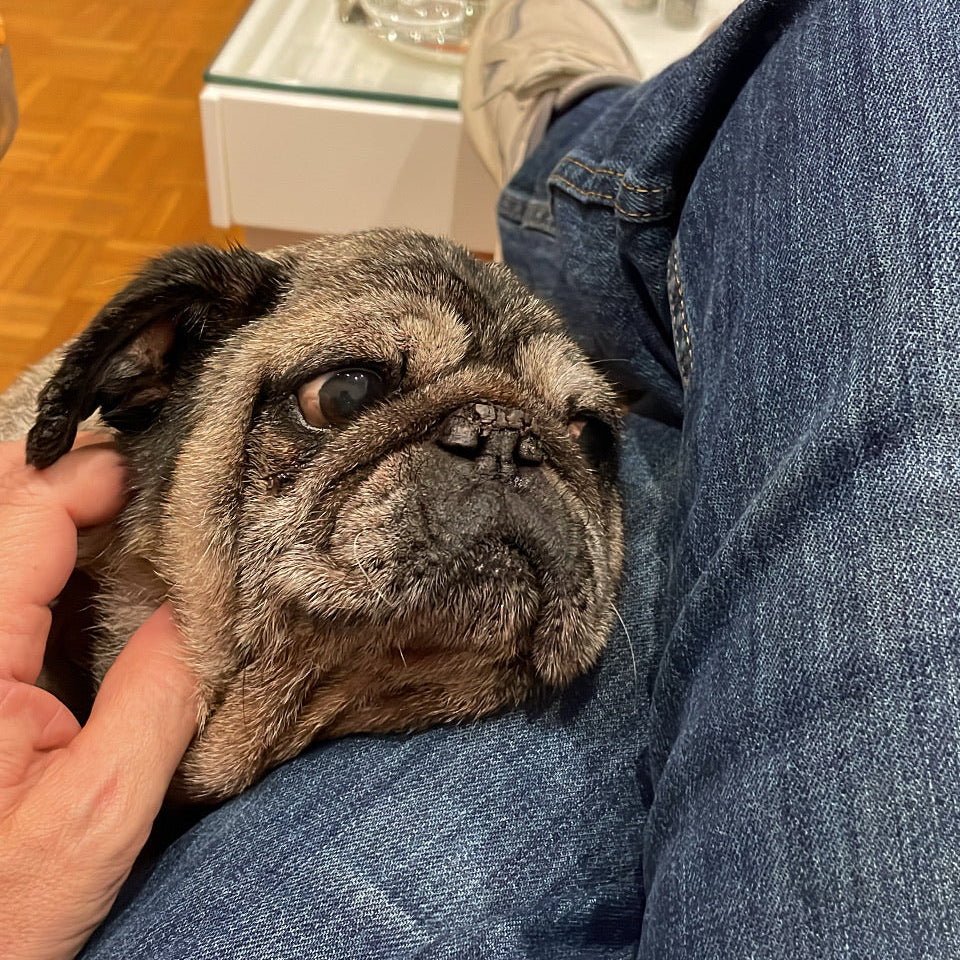 coccola cane pug animale domestico collare