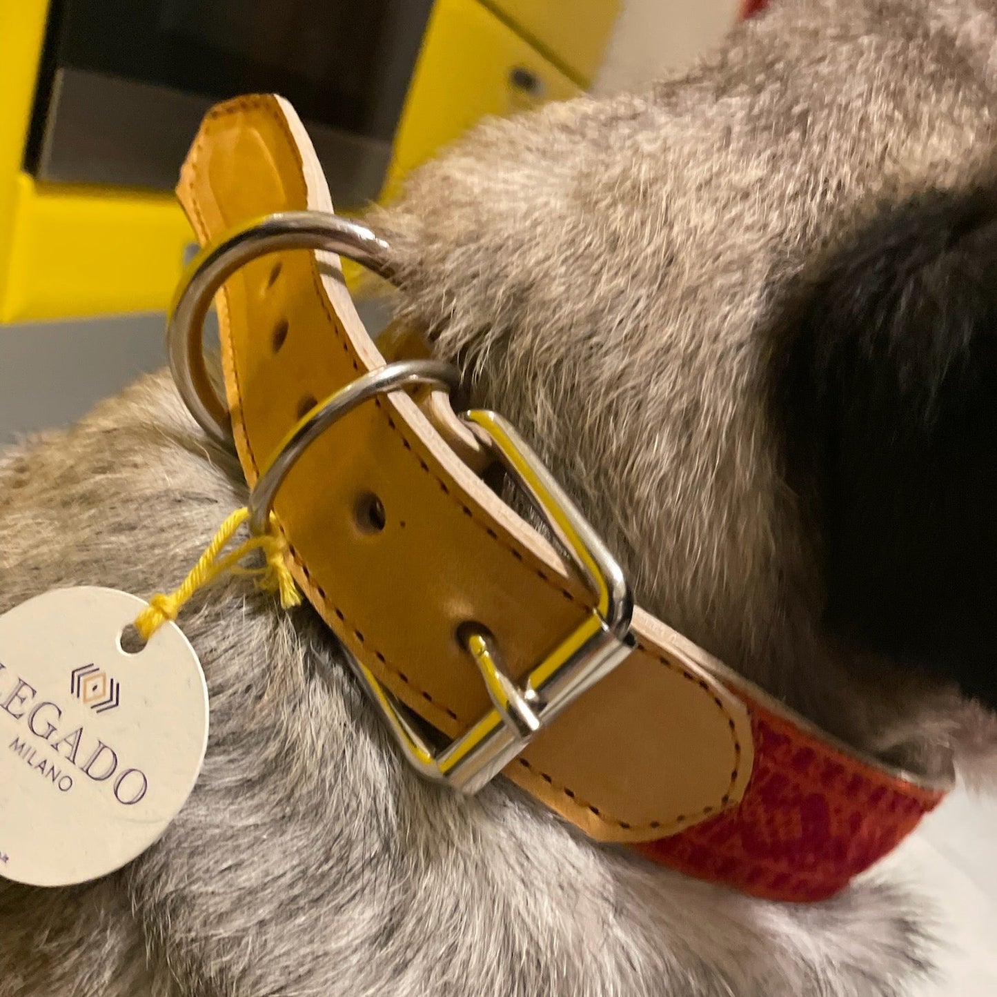 collare animale domestico